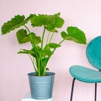 Gratis bezorging - Kamerplant