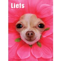 Kaart met roze bloem en hoofdje van een hond