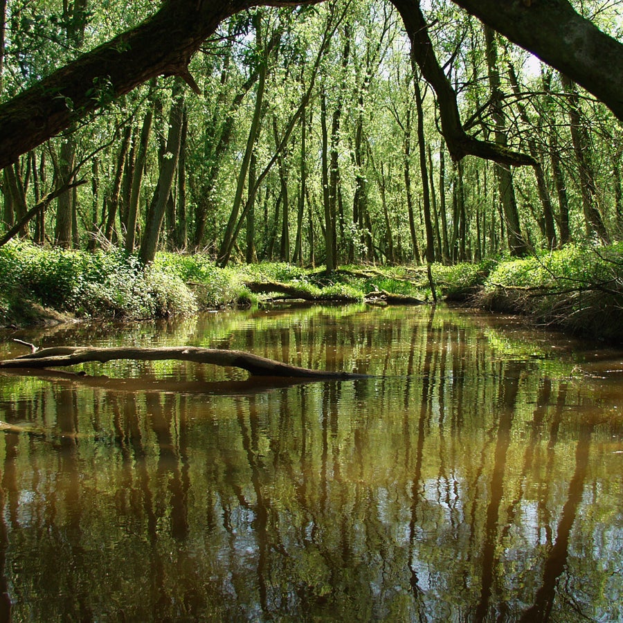 Boottocht Biesbosch museum