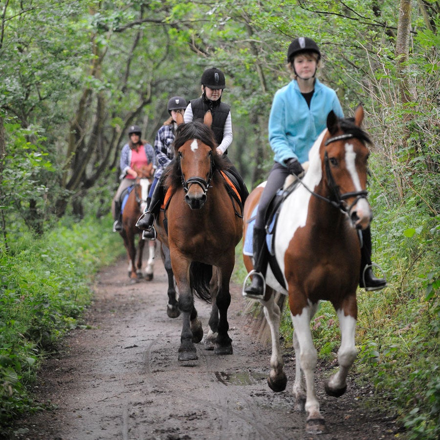 Paardrijden in de duinen (halfgevorderd)