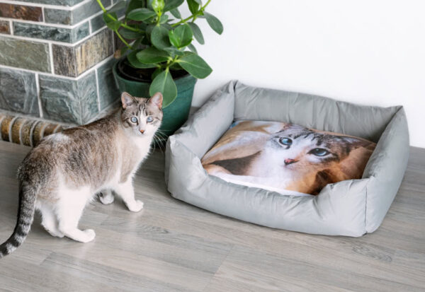 Foto op Huisdieren